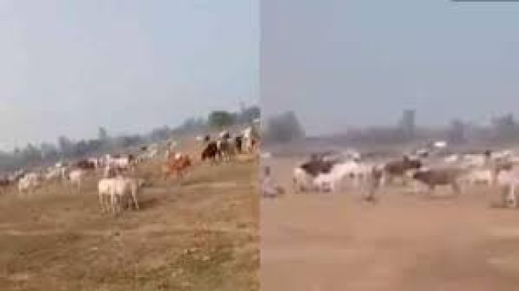 യോഗി ആദിത്യനാഥിന്റെ പ്രചാരണവേദിക്കു സമീപം കന്നുകാലികളെ അണിനിരത്തി കർഷകർ