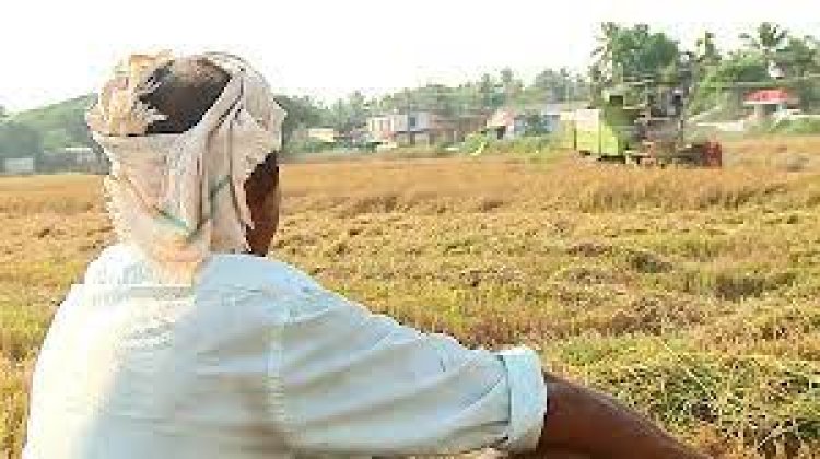 'മുന്തിയ ഇനം നെല്ല് ഏറ്റെടുക്കാനാവില്ല'; ജ്യോതി വിത്ത് വിളയിച്ച കര്‍ഷകരെ ചതിച്ച് മില്ലുടമകള്‍